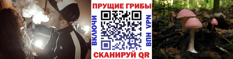 Псилоцибиновые грибы MAGIC MUSHROOMS  купить  сайты  Асино 